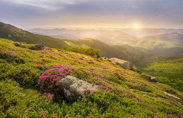 Naklejka na ściany i meble Spring landscape in mountains with Flower of a rhododendron