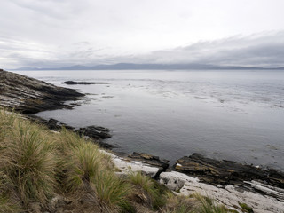 foggy coast Carcass island, Falkland-Malvinas