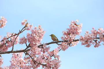 河津桜とメジロ