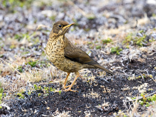 Falkland thrush, Turdus f. faclandii, is a local endemic species, Carcass, Falklands / Malvinas