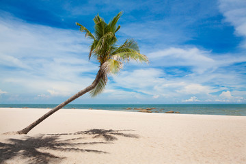 Coconut palm tree with white sand beach and blue sky background