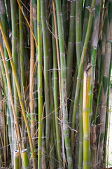 Yellow Bamboo forest natural background