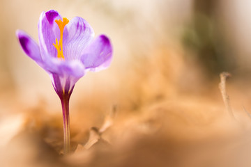 Crocus