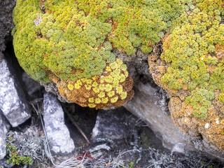 arge scoops Balsam Bog, Bolax gummifera is typical plant for the Falkland / Malvinas