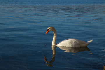Cygne