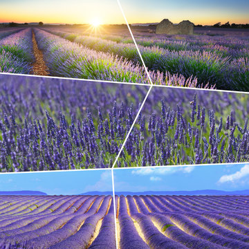 Lavender fields rectangular travel photo collage