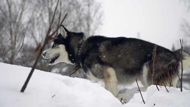 Dog siberian husky on winter background. slow motion