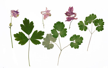 Aquilegia vulgaris, columbine. Herbarium from dried blossoming flower arranged in a row.