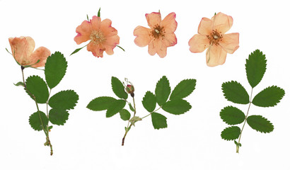 Rosa rugosa, rugosa rose, beach rose, Japanese rose, Ramanas rose. Herbarium from dried blossoming flower arranged in a row.