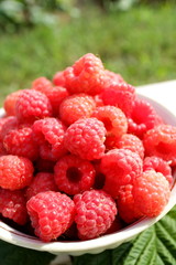 fresh raspberries