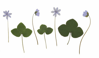 Anemone hepatica (hepatica, liverwort, kidneywort, pennywort). Herbarium from dried blossoming flower arranged in a row.
