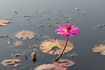 Single pink lotus or lily flowers in pond.