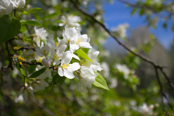 spring tree