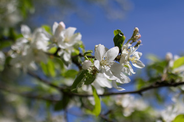 spring tree