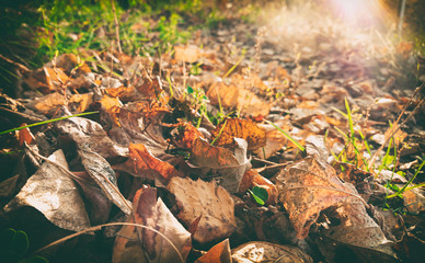 Yellowed fallen leaves on land against the sunlight
