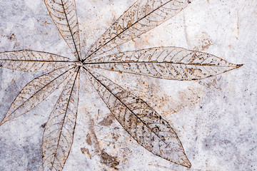 Leaf texture in concrete floor
