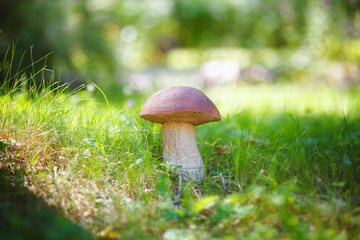 Farm, garden decoration in the form of fungus