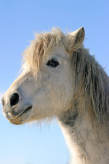 Side view pony horse portrait close up on blue natural sky background