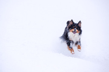 Playful Oropa dog running in the snow 