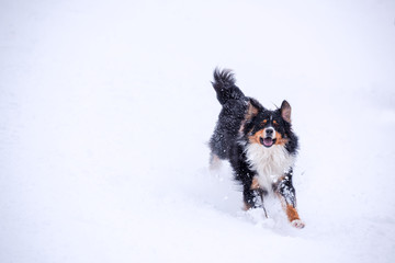 Dog running on snow covered field during winter