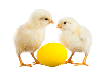 Two chicken