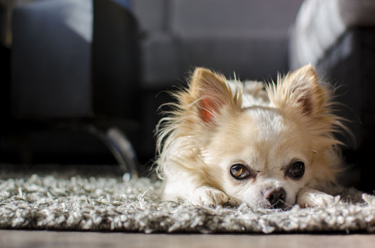 Sitting chihuahua