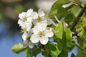 Blossom tree branch,  Trees in full bloom in spring