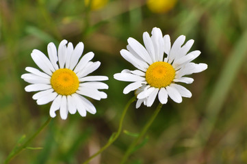 Beautiful daisy flower in the grass  in springtime