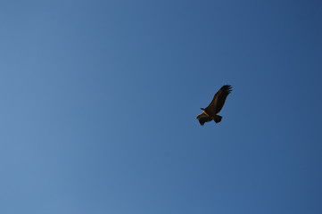 Vautour en Aveyron