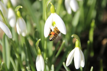 Biene beim bestäuben einer Blüte. Die Biene hat an den Beinen eine gefüllte Tasche mit Nektar. © Horst Bingemer