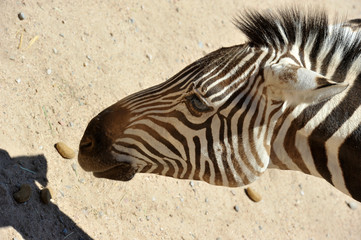 Fototapeta na wymiar Close-up of head zebra in Out of Africa Wildlife Park