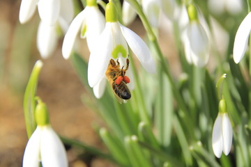 Biene beim bestäuben einer Blüte. Die Biene hat an den Beinen eine gefüllte Tasche mit Nektar. © Horst Bingemer