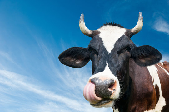 Funny cow against blue sky background