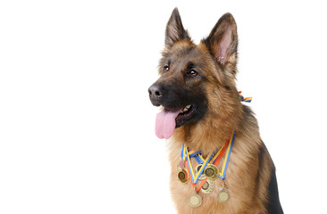 Young fluffy german shepherd dog with its owned gold medals isolated on white background