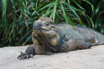 Iguana