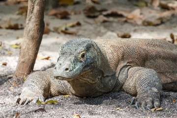 Komodo dragon