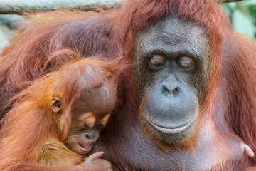Orangutan family