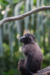 Celebes crested macaque