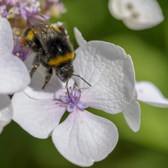 Fototapeta premium Hummel an Blüte