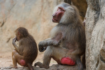 Baboon