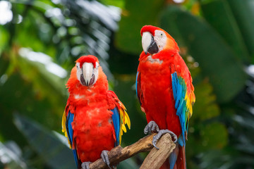 Naklejka na ściany i meble Pair of Scarlet Macaw