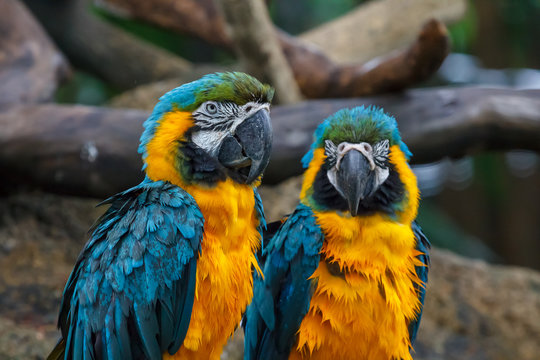 Two blue-and-gold macaw parrots