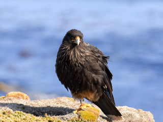 Striated caracara, Phalcoboenus australis, it is common predator on the islands Falkland / Malvinas