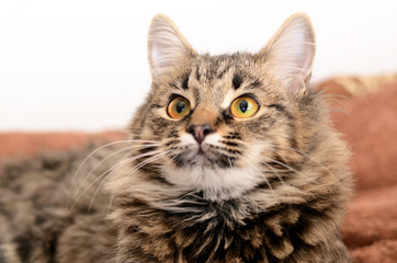 Young fluffy gray striped domestic cat at home. Adobted pet.