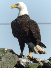 Left Facing American Bald Eagle