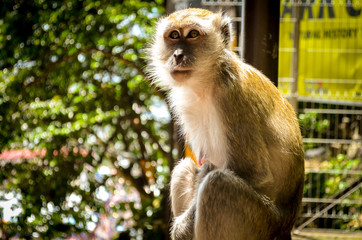 Macaque monkey in sunlight, malaysia