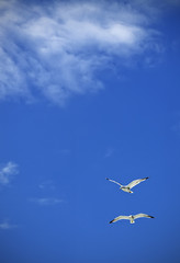 Two seagulls in the sky 2