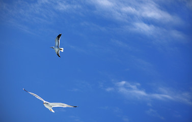 Two seagulls in the sky 3