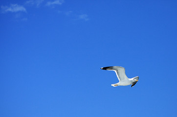 One seagulls in the sky 1