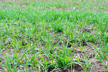 Grüne Wiese - Feld in der Natur - Ackerbau